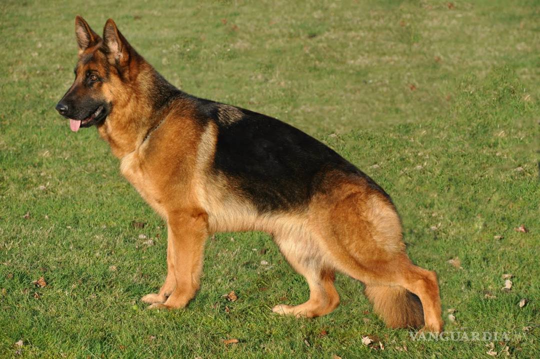 $!¿Cuáles son las 10 razas de perros más inteligentes?