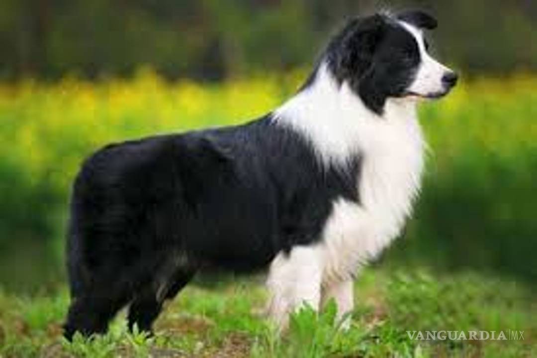 $!¿Cuáles son las 10 razas de perros más inteligentes?