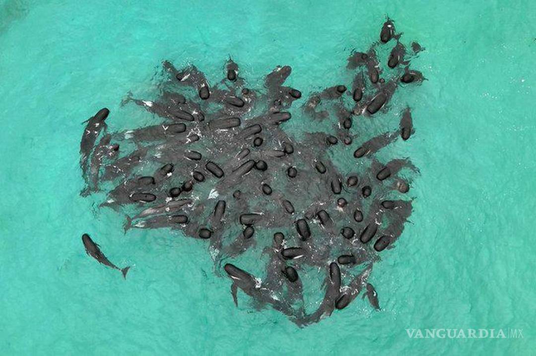 $!51 ballenas murieron tras quedar varadas en una playa de Australia