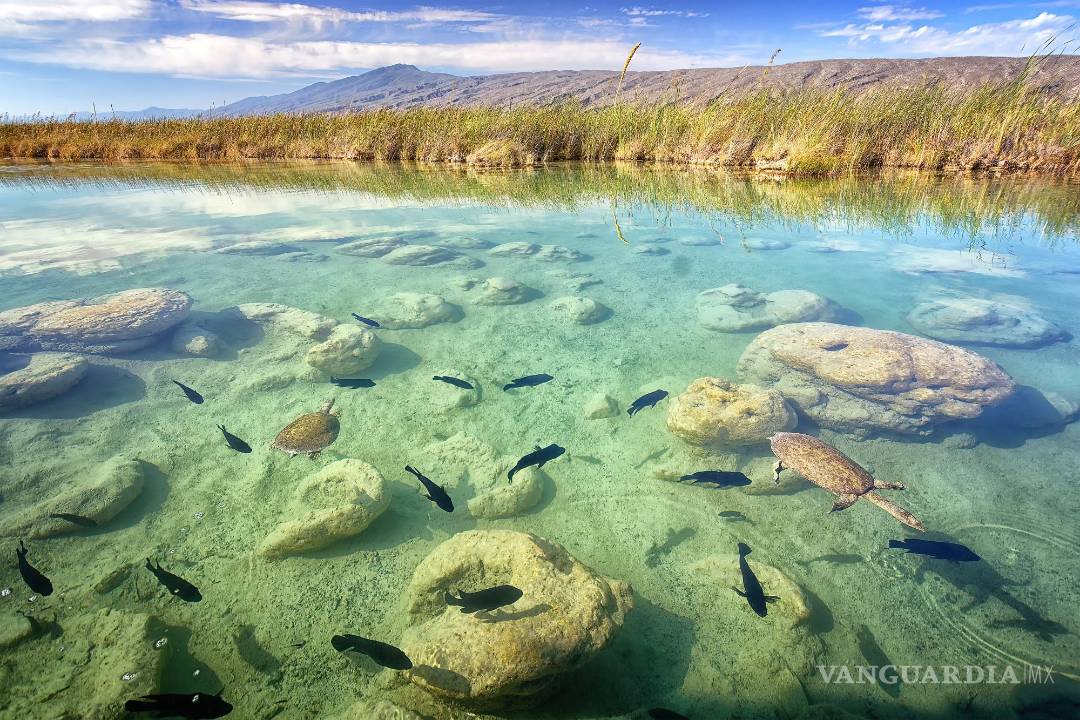 $!Presenta Daniel Bates Hurtado el ‘Desierto vivo’ de Coahuila