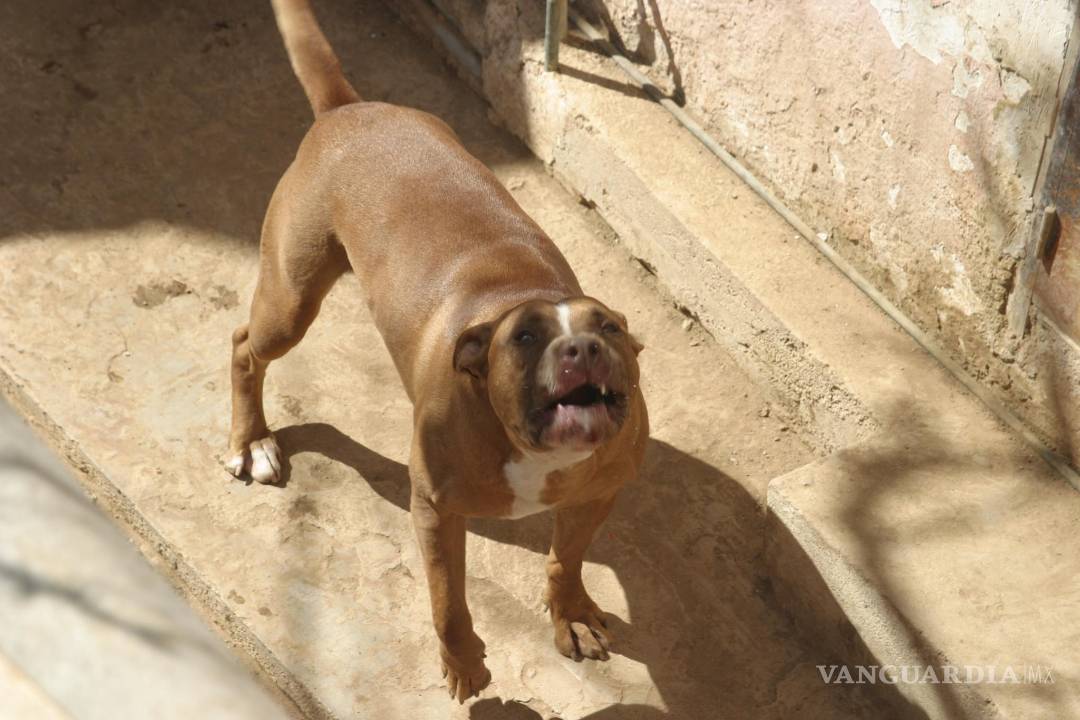 $!Ataque de pitbull deja al borde de la muerte a bebé en Saltillo