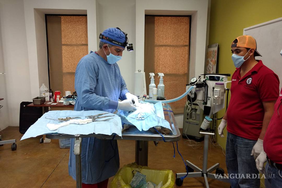 $!En Acuña y Piedras Negras esterilizan 60 perros y gatos durante campaña de “Amor Canino”