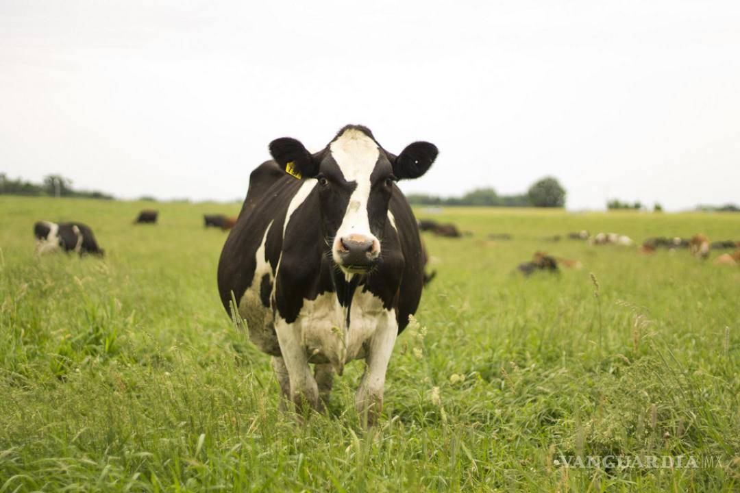 $!Antibióticos aumentan emisión de metano de estiércol vacuno: Estudio