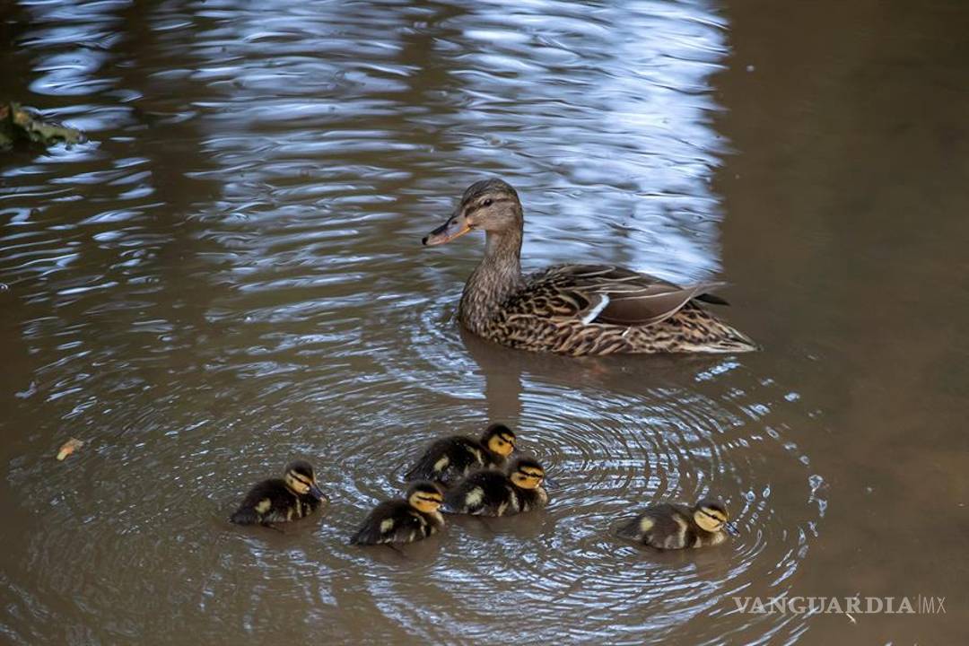 $!La Tierra, más salvaje y limpia gracias a las millones de personas que están en cuarentena por el COVID-19