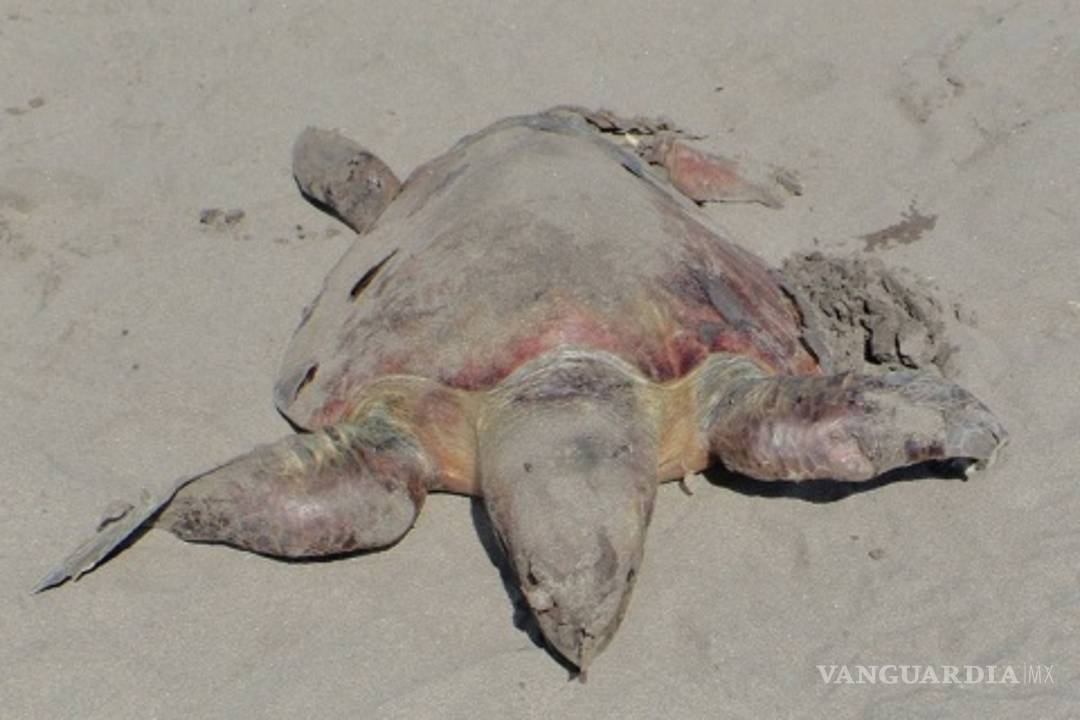 $!Misteriosa muerte de 113 tortugas en peligro de extinción, ya es investigado por Profepa