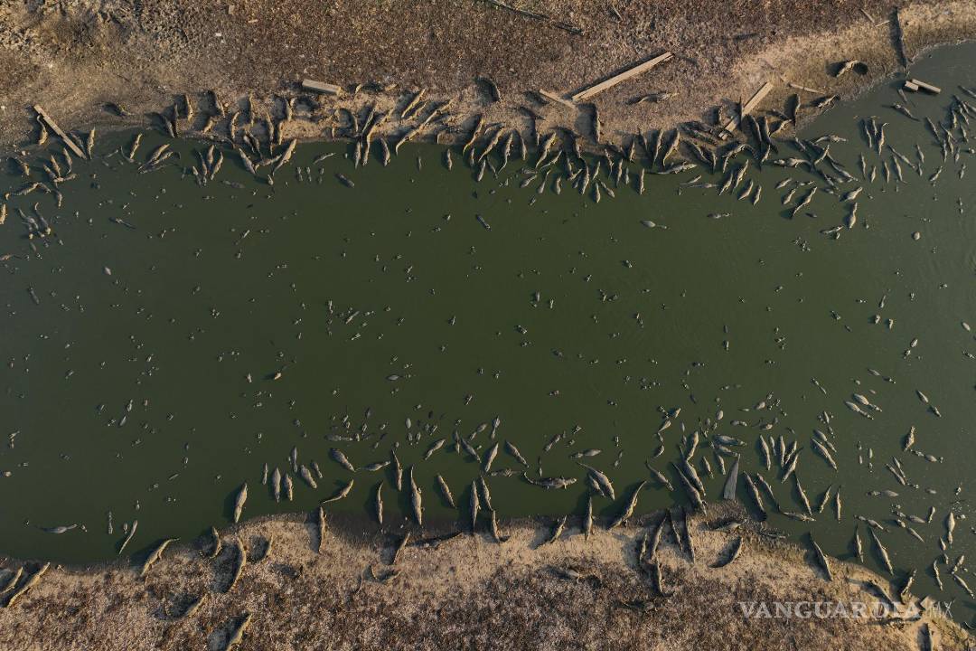 $!Caimanes en las orillas del río Bento Gomes, prácticamente seco, en los humedales de Pantanal, cerca de Pocone, en Brasil, el 15 de noviembre de 2023.