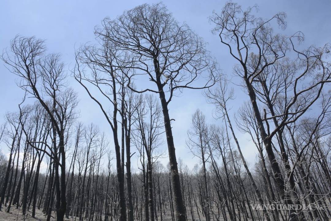 $!Se ha controlado 40% del incendio en Arteaga; más de 800 hectáreas se han visto afectadas
