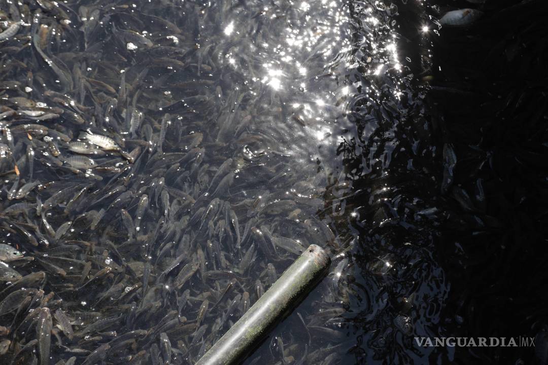 $!Descartan contaminación del agua como causa de la muerte de los peces.