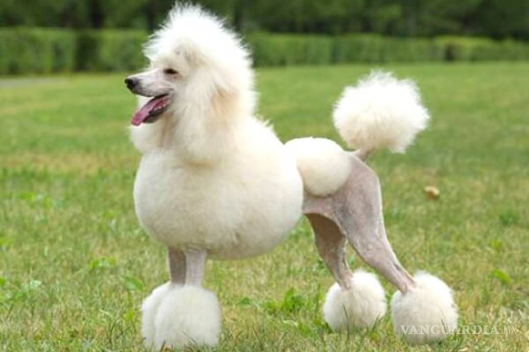 $!¿Cuáles son las 10 razas de perros más inteligentes?