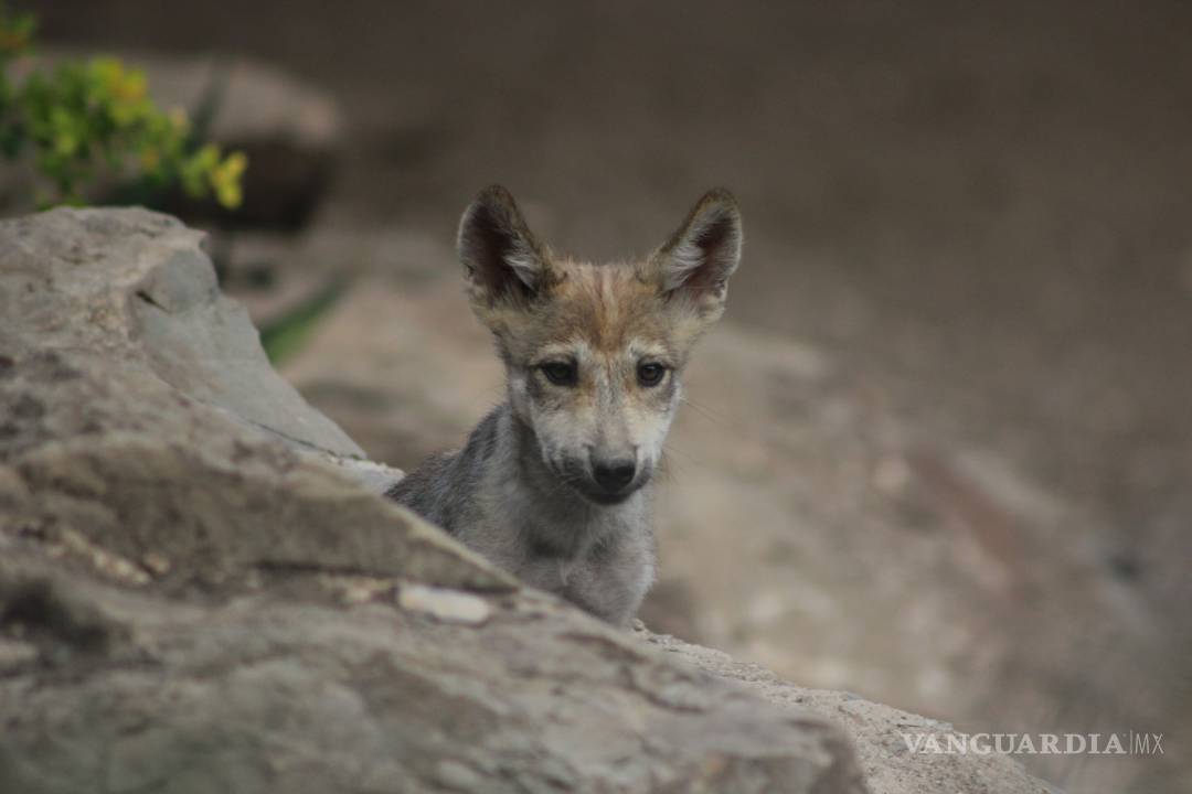 $!Nacen cinco lobeznos en el Museo del Desierto