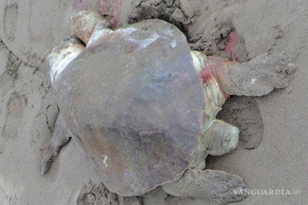 $!Misteriosa muerte de 113 tortugas en peligro de extinción, ya es investigado por Profepa