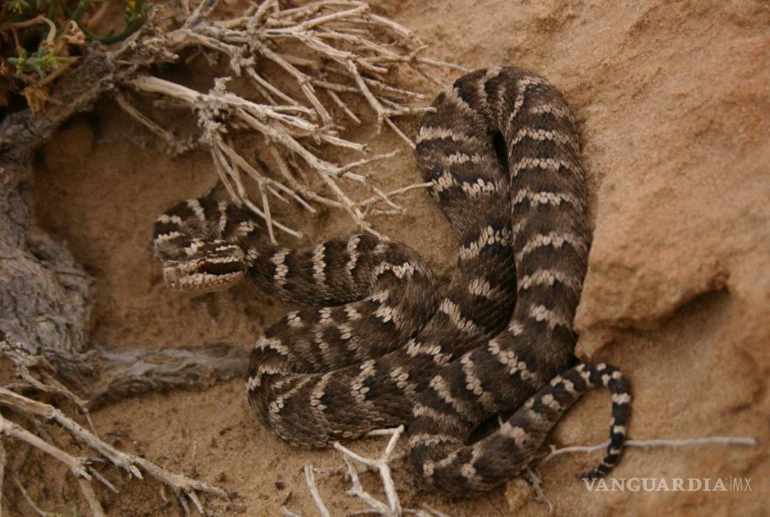 $!Serpiente pitviper Gloydius intermedius, del desierto de Gobi en Mongolia.