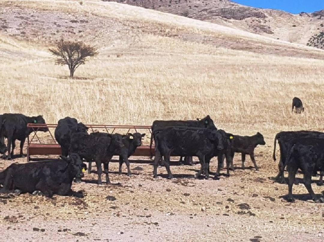 $!Encuentran llamas, bisontes y jabalíes en ranchos incautados a César Duarte
