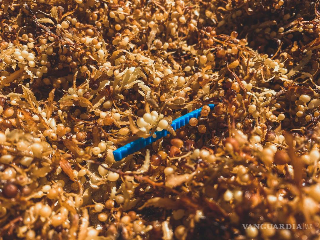 $!Cinturón masivo de sargazo avanza por el Atlántico y amenaza con un arribo sin precedentes al Caribe Mexicano