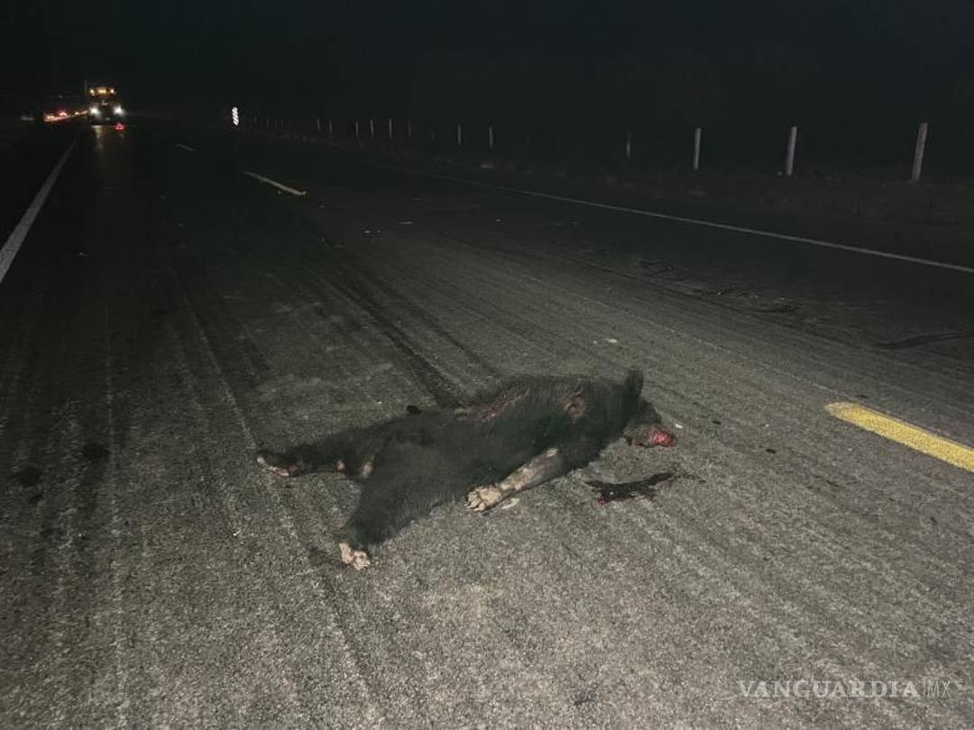 $!El oso murió al ser arrollado.