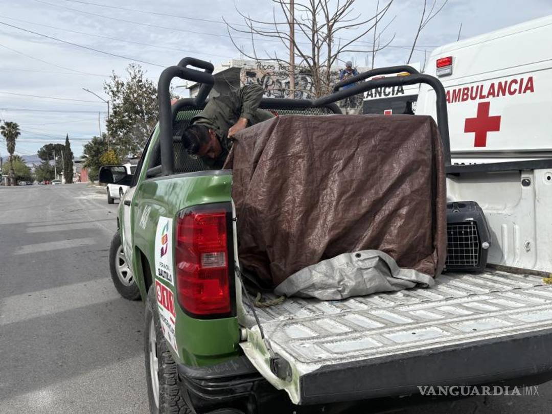 $!Elementos de la Policía Ambiental aseguraron al perro tras el ataque a la mujer en la colonia Amistad.