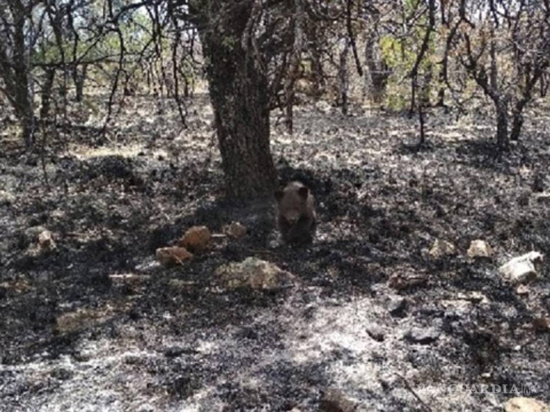 $!Rescatan a cría de oso negro en medio de incendio forestal en Chihuahua