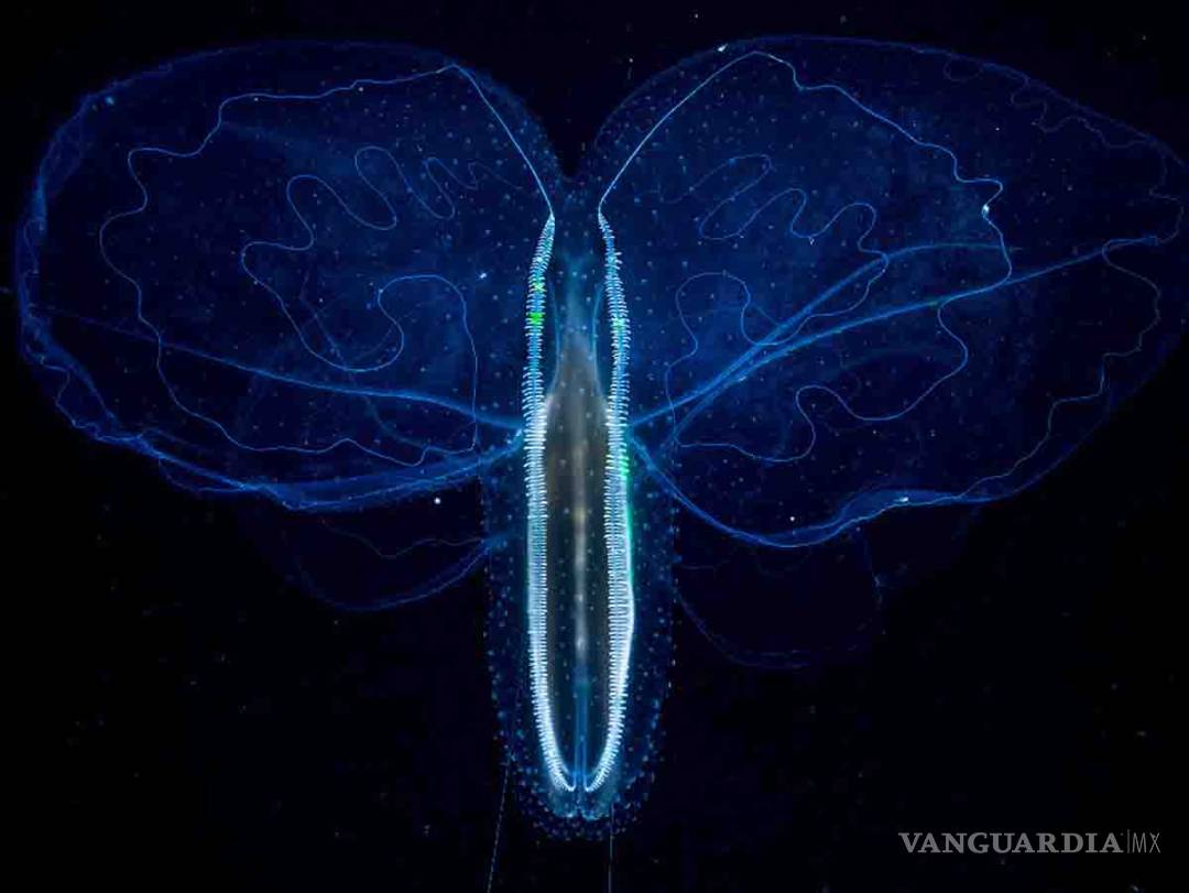 $!Foto de niña migrante gana el World Press Photo 2019