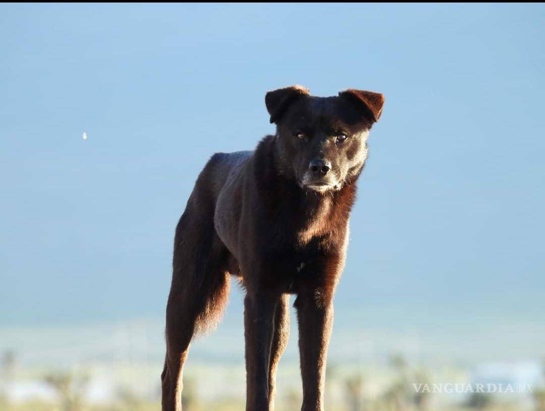 $!El perro desciende del lobo y cuando se llega a asilvestrar empieza con esos instintos.