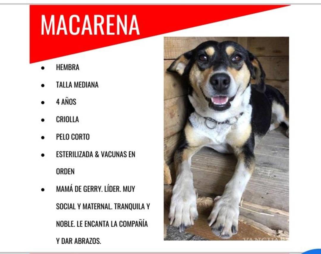 $!Esperamos que sigas leyéndonos y que nos sigas en nuestras redes sociales como “Brigada Rescate Saltillo” en Facebook e Instagram.