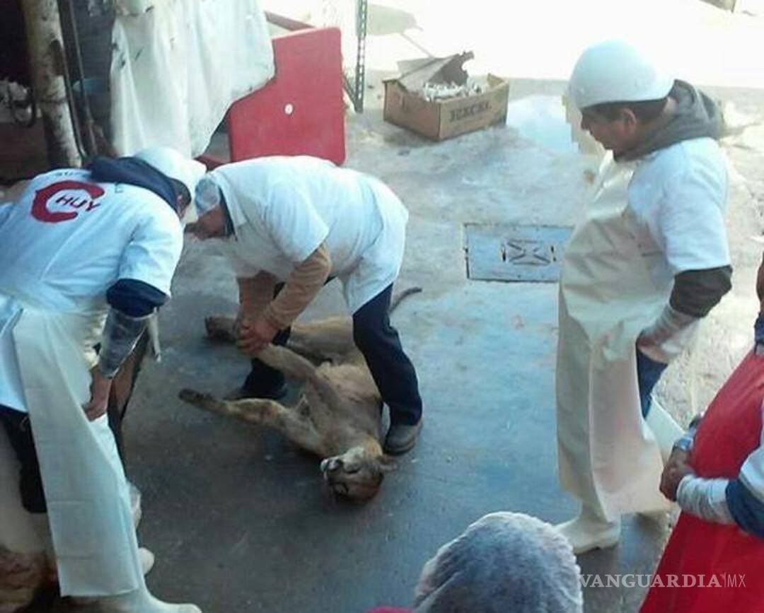 $!Denuncia el actor Raúl Julia Levy caso de crueldad contra puma en Coahuila