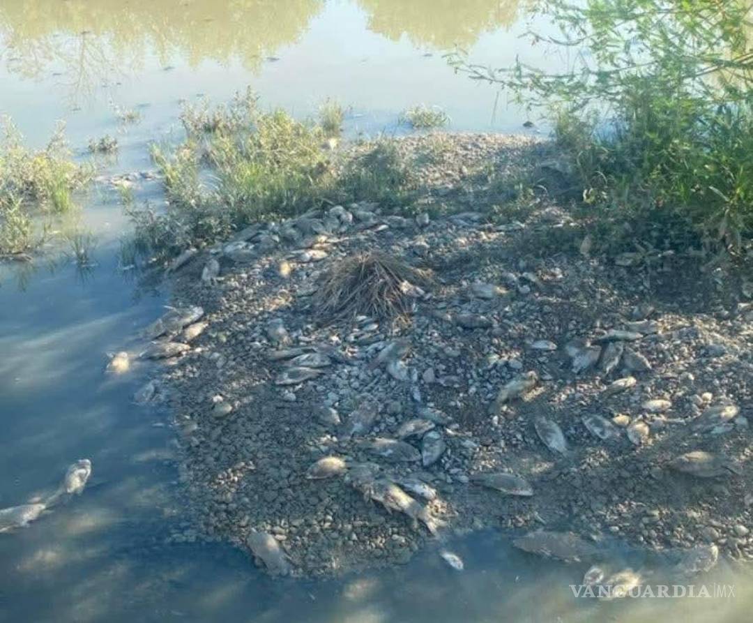 $!Autoridades preparan medidas para proteger la fauna acuática del arroyo.