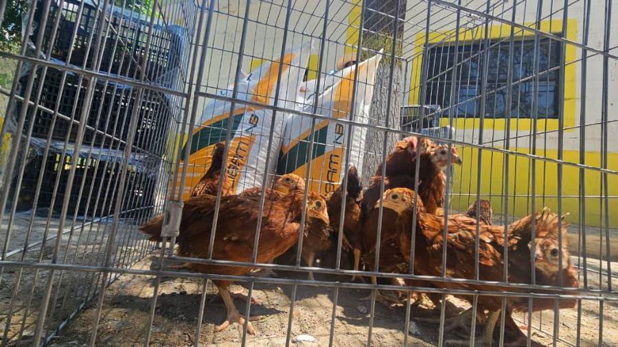 El prgrama de reparto de aves de corral en la zona rural, lleva un avance del 80 por ciento.