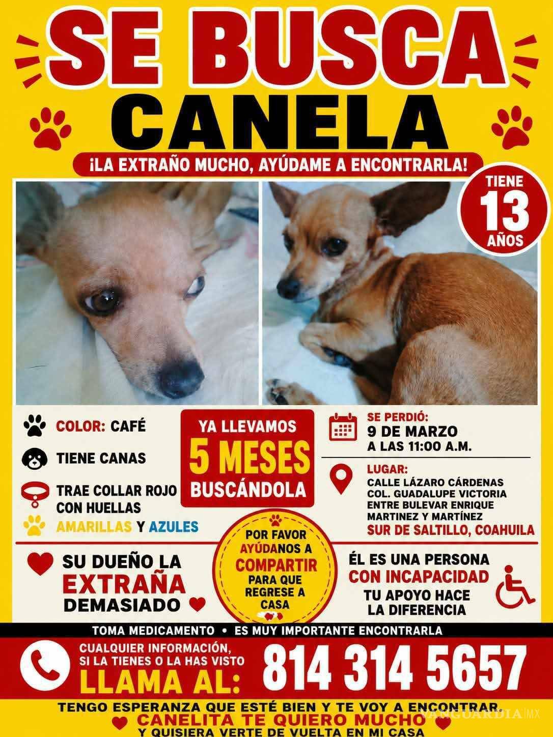 $!Saltillo: persona con discapacidad lleva meses buscando a su perrita ‘Canela’, de 13 años