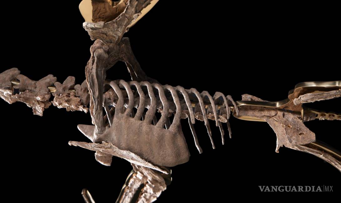 $!Se trata de uno de los fósiles más espectaculares por ser de un reptil volador con un enorme pico y un cráneo puntiagudo hacia atrás, con dos largas alas en forma de membranas, una de las piezas más buscadas en los museos y colecciones paleontológicas.