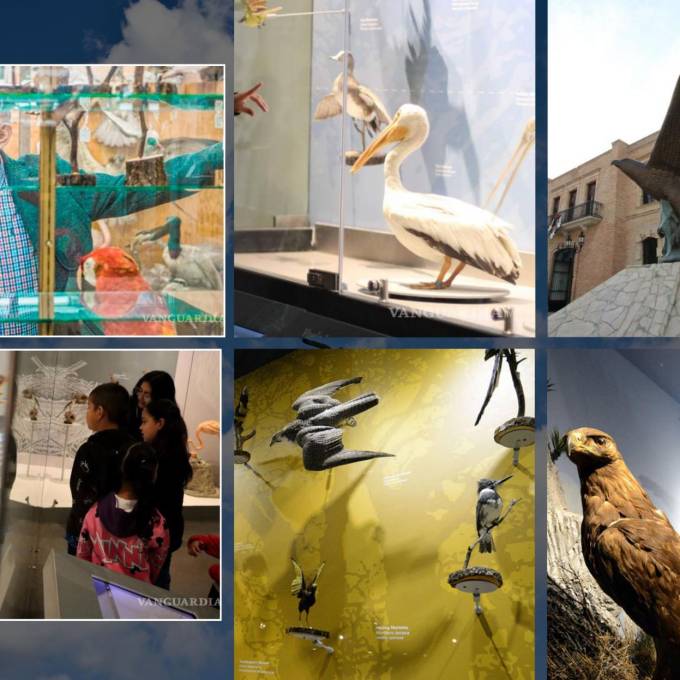 31 datos y curiosidades del Museo de las Aves de México en Saltillo