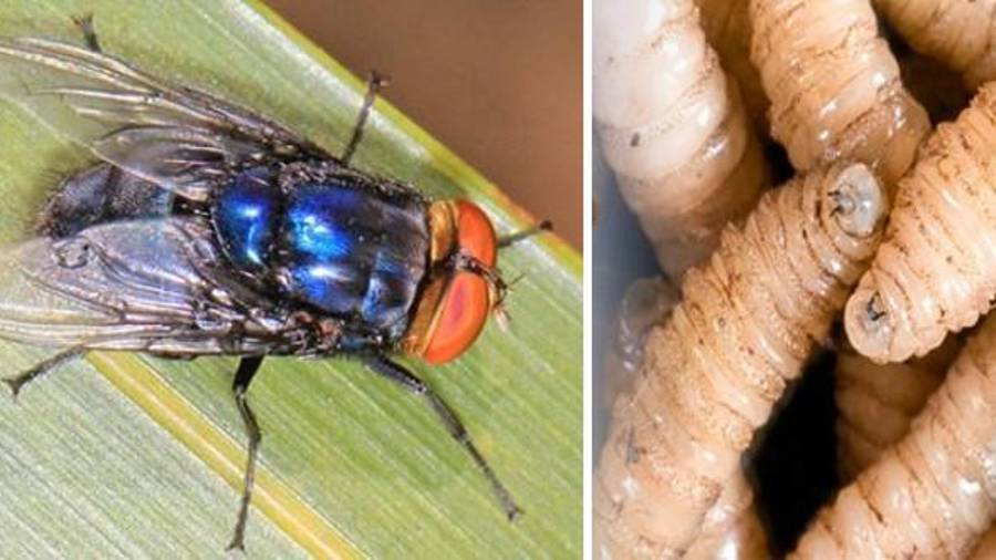 La mosca estéril es dispersada mediante vuelos en diferentes regiones de Coahuila como parte del control de la plaga.