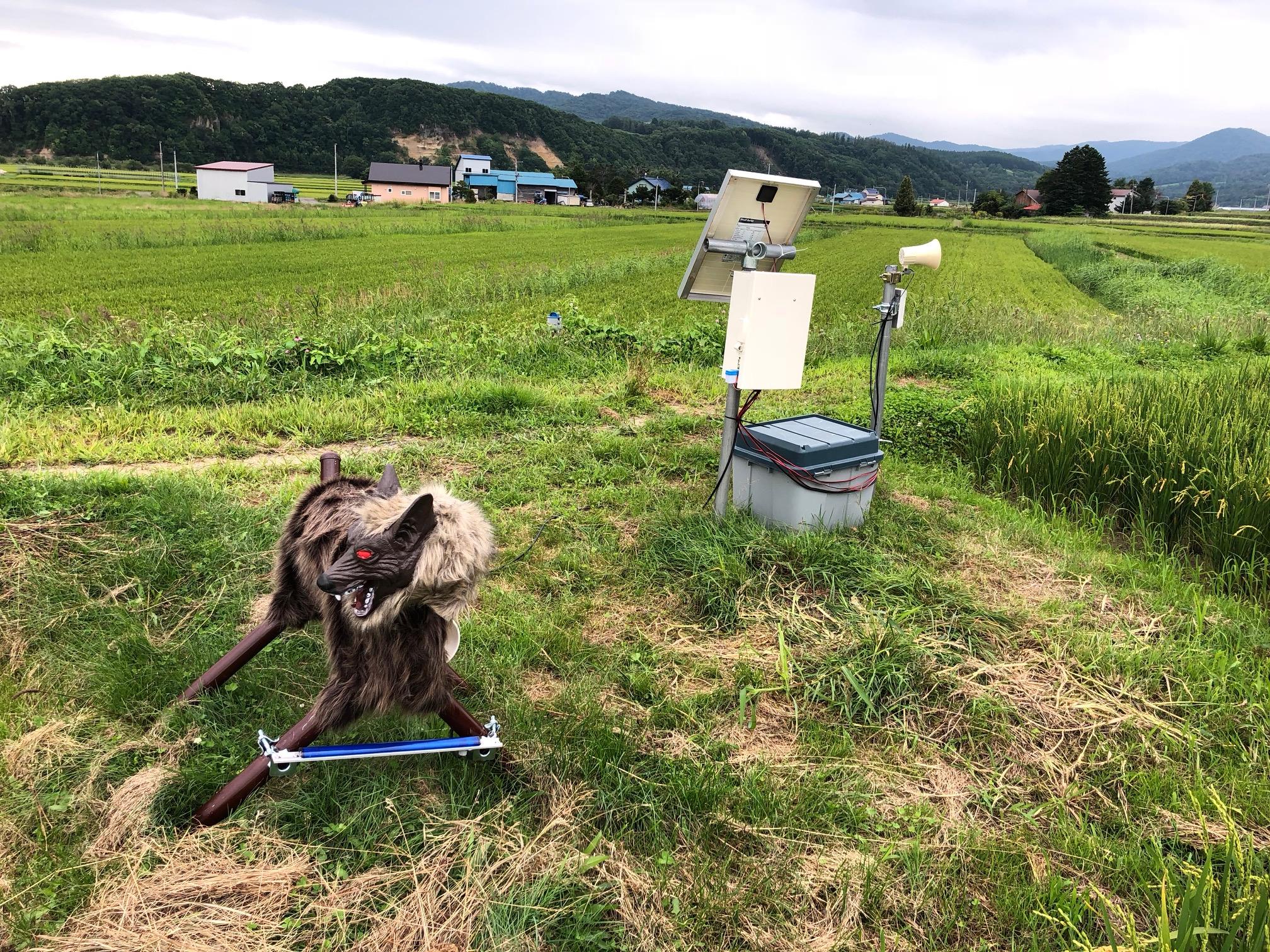 El lobo robot ‘Monster Wolf’, creado por una pequeña fábrica japonesa, se convirtió en un codiciado aliado para espantar osos cada vez más demandado mientras crecen los ataques y avistamientos en el archipiélago.