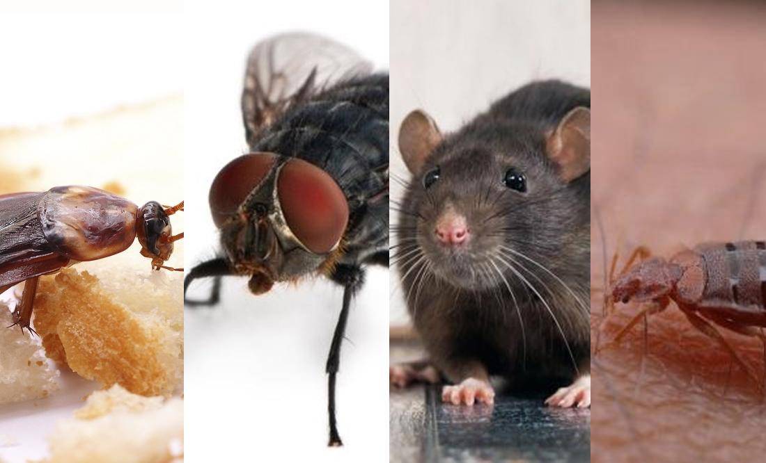 Cómo Eliminar Ratas y Cucarachas