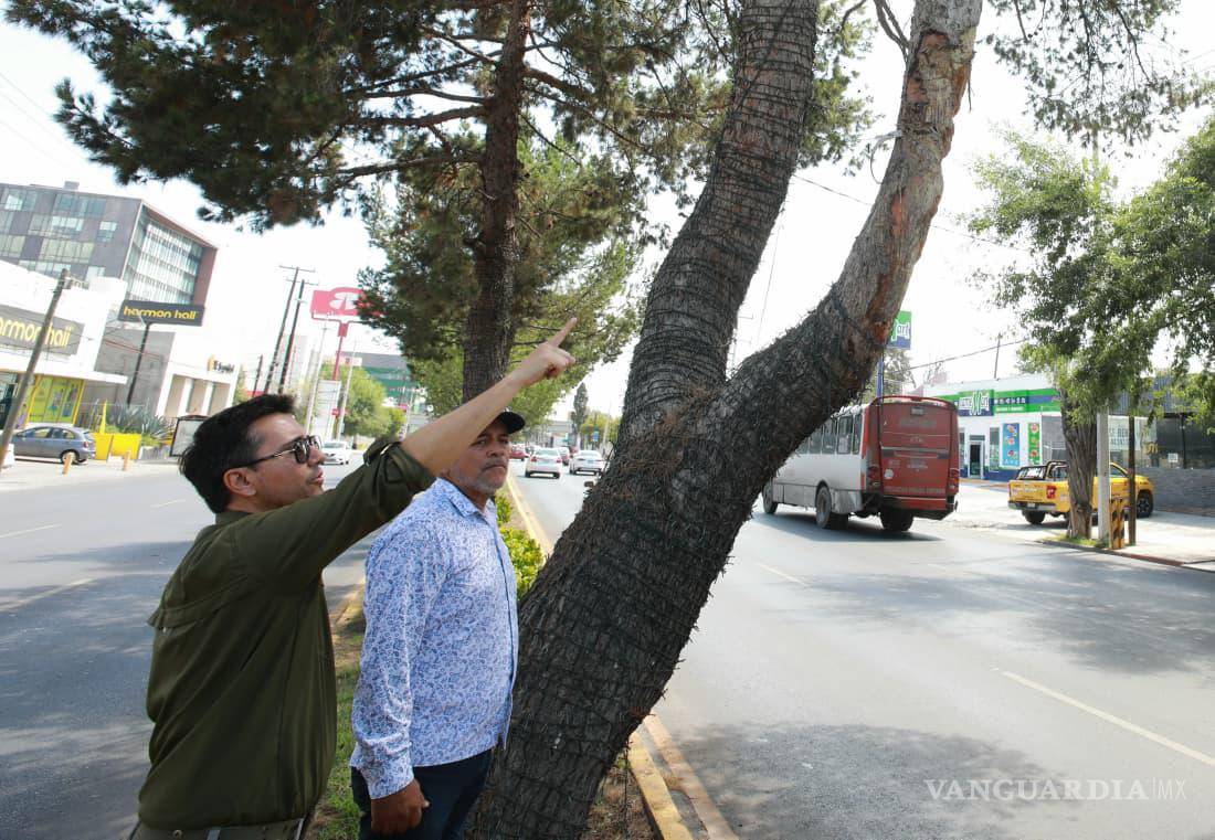 $!Los trabajos buscan prevenir caídas de ramas y reducir riesgos para peatones y conductores.