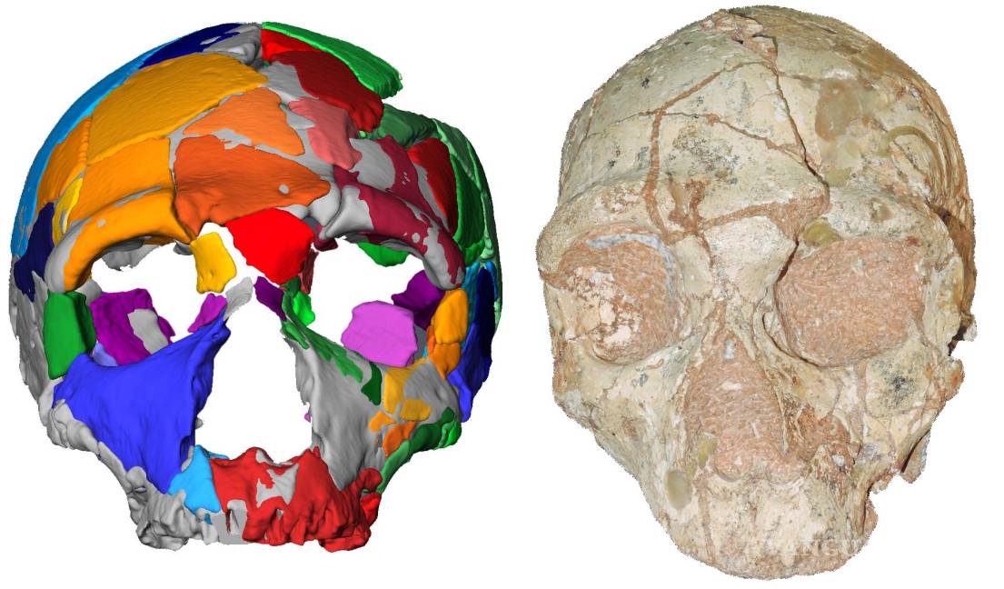 $!Dos cráneos cambian la historia de nuestra especie en Eurasia