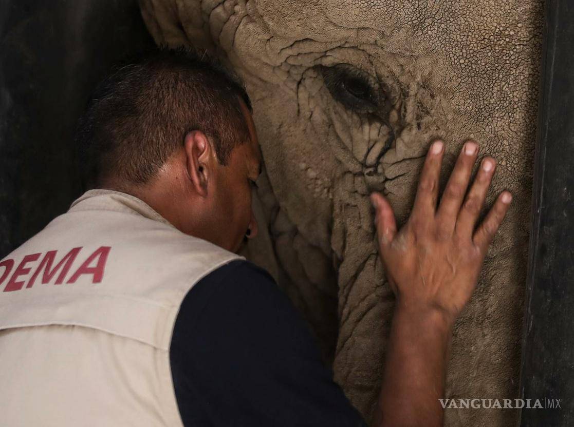 $!El Zoológico de San Juan de Aragón le da la atención que requiere para los problemas de salud crónicos con los que llegó, determinó la autoridad