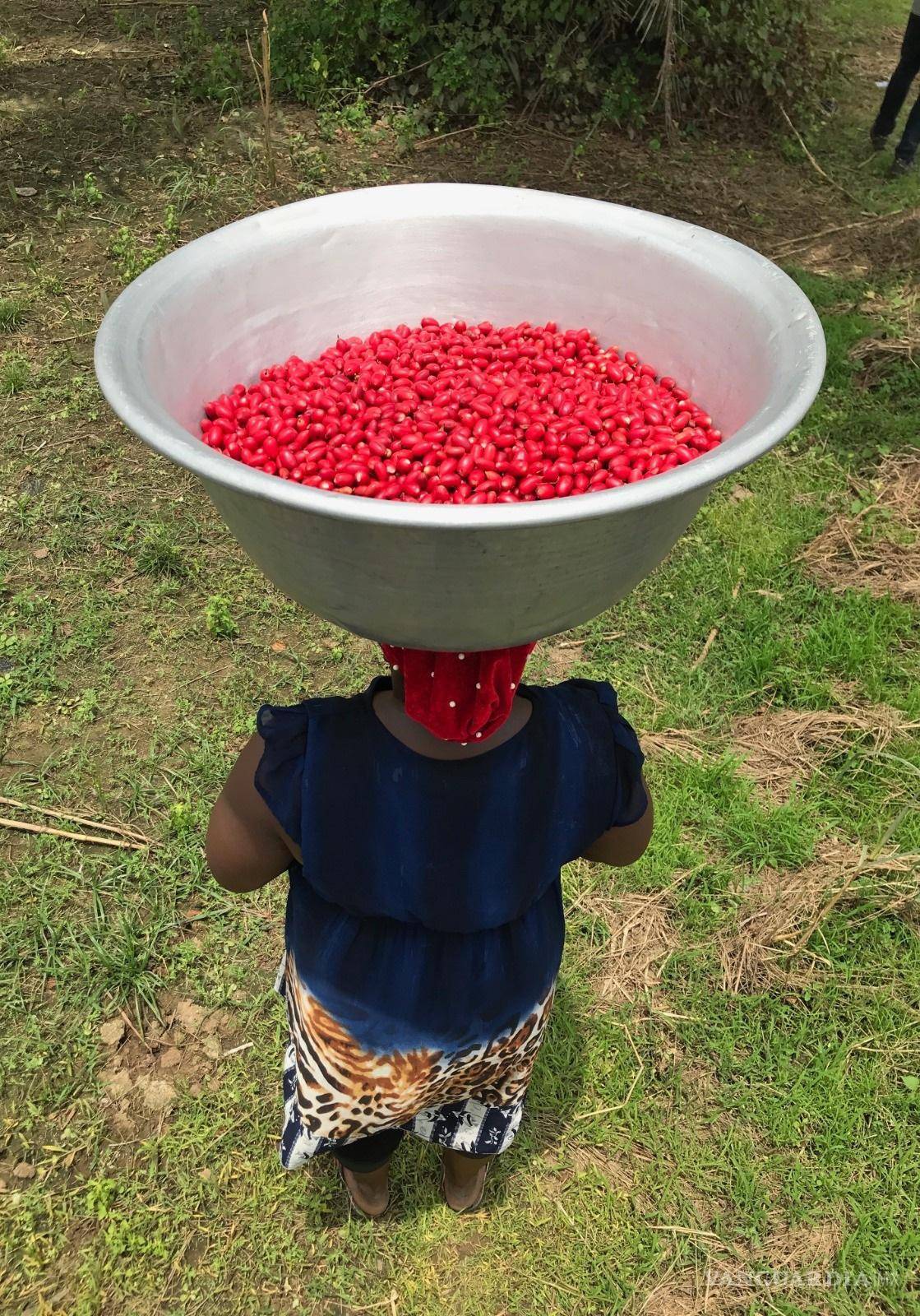 $!Una mujer con un lote de bayas recolectadas sobre su cabeza. EFE/Baïa Food