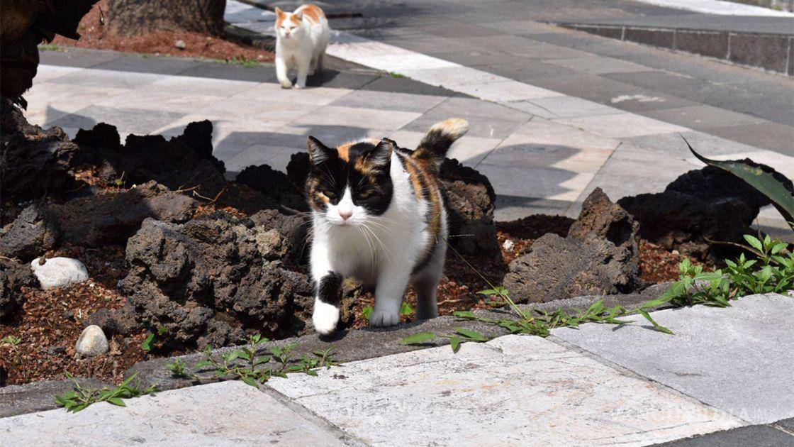 $!Los gatitos viven en el Palacio Nacional para controlar plagas.