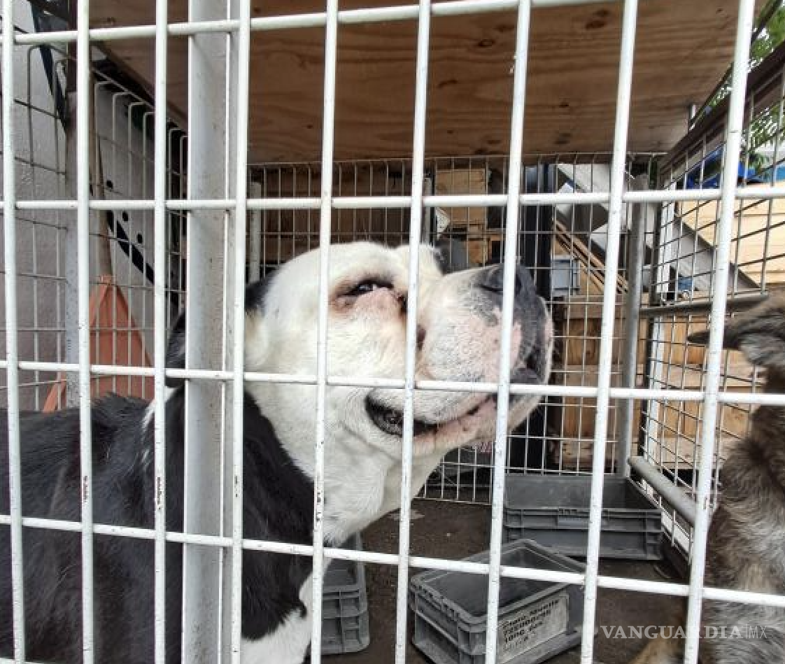 $!Dignidad Animal alberga actualmente a más de 260 perros rescatados, mientras continúa promoviendo la adopción responsable y atendiendo casos de maltrato animal.