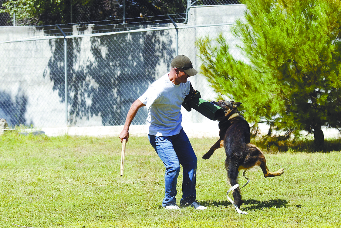 $!Perros policía: Del rechazo al heroísmo