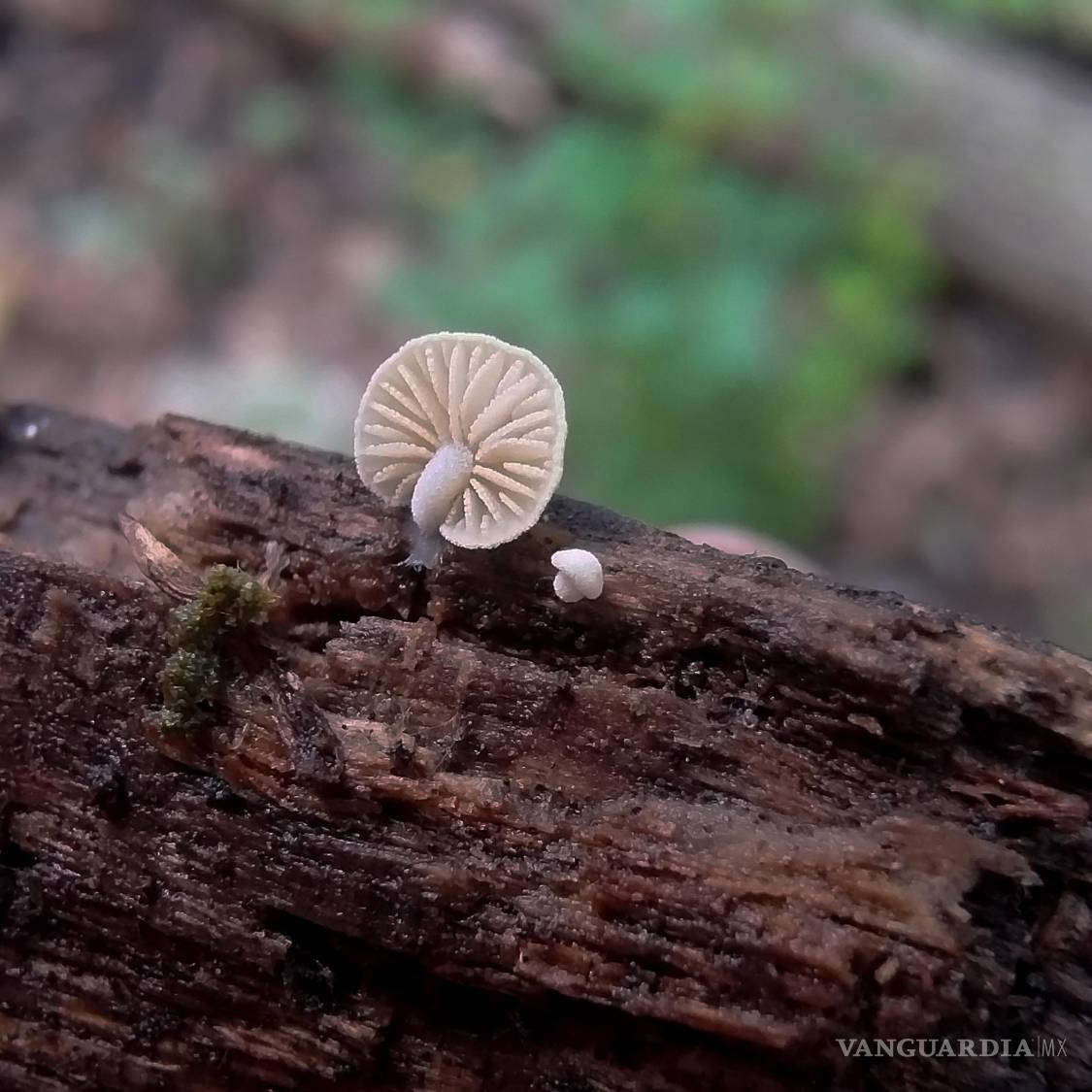 $!Cheimonophyllum haedinum, Cañón de San Lorenzo. Saltillo Septiembre 2025.