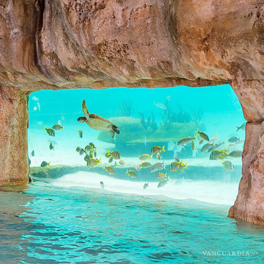 $!Las piscinas más increíbles donde no podrás evitar zambullirte