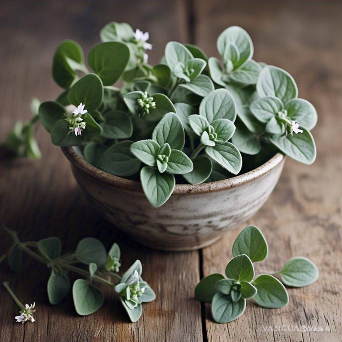 $!El orégano es una planta aromática silvestre, de tipo arbustivo perenne.