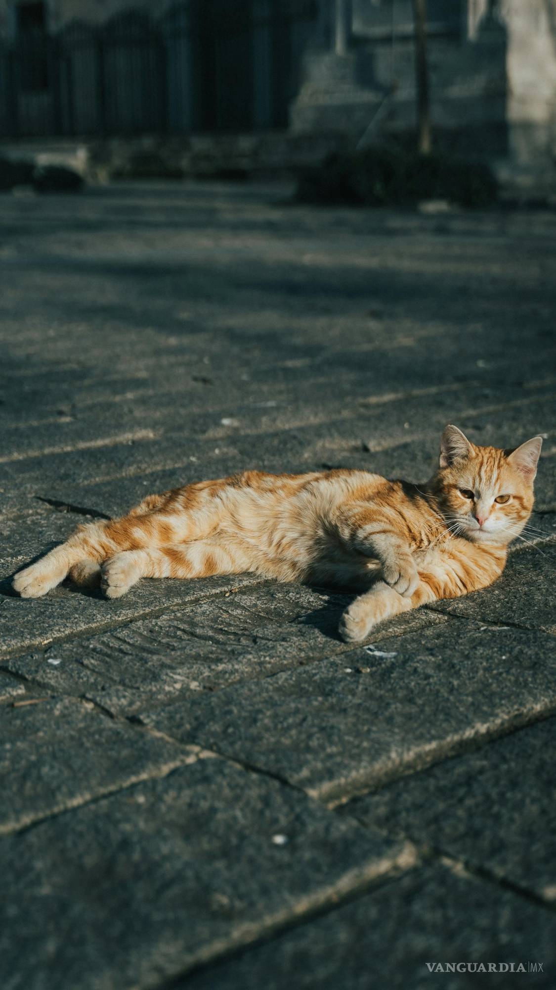 $!¡Cuidado! Aprende a detectar un golpe de calor para cuidar de tus animales de compañía