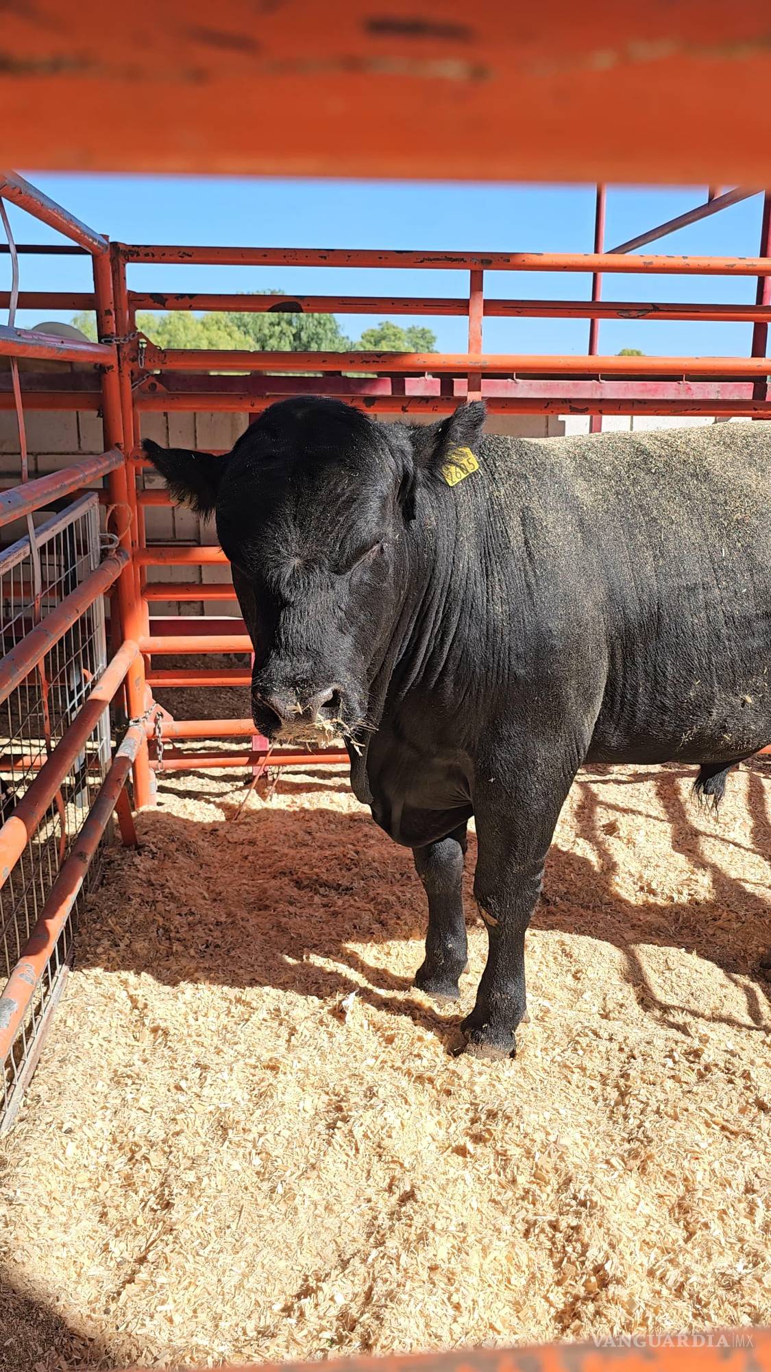 $!Se amplió el número de bovinos y caprinos beneficiados con el programa de mejoramiento genético.