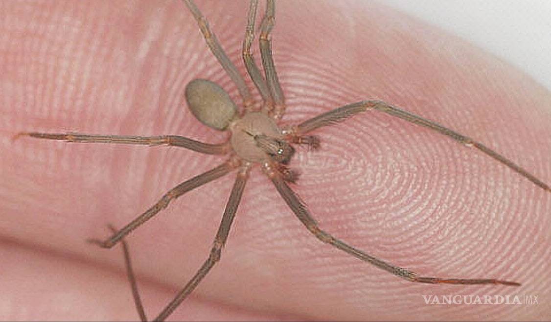 $!Descubren primera araña violinista proveniente del Valle de México