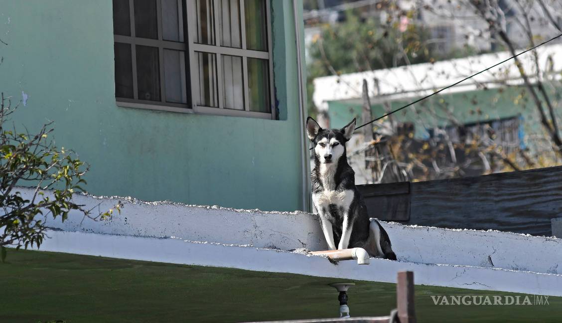 $!Azotea, cárcel de perros en hogares saltillenses