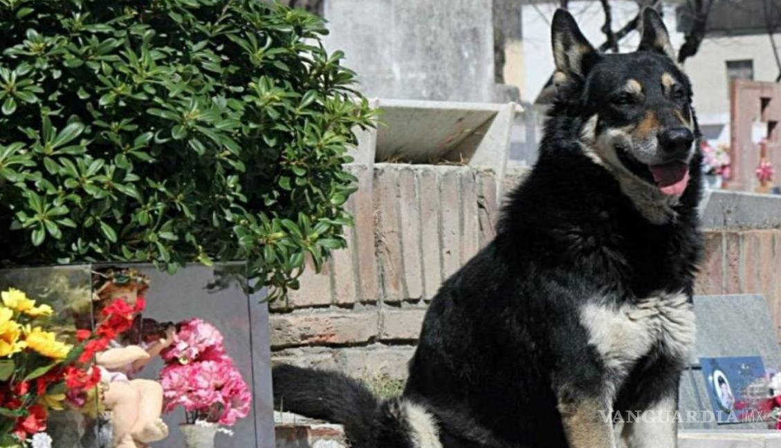 $!Murió ‘Capitán’, perro que visitó durante 11 años la tumba de su amado dueño