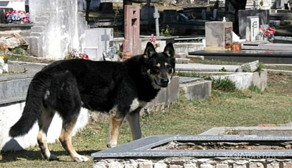 $!Murió ‘Capitán’, perro que visitó durante 11 años la tumba de su amado dueño