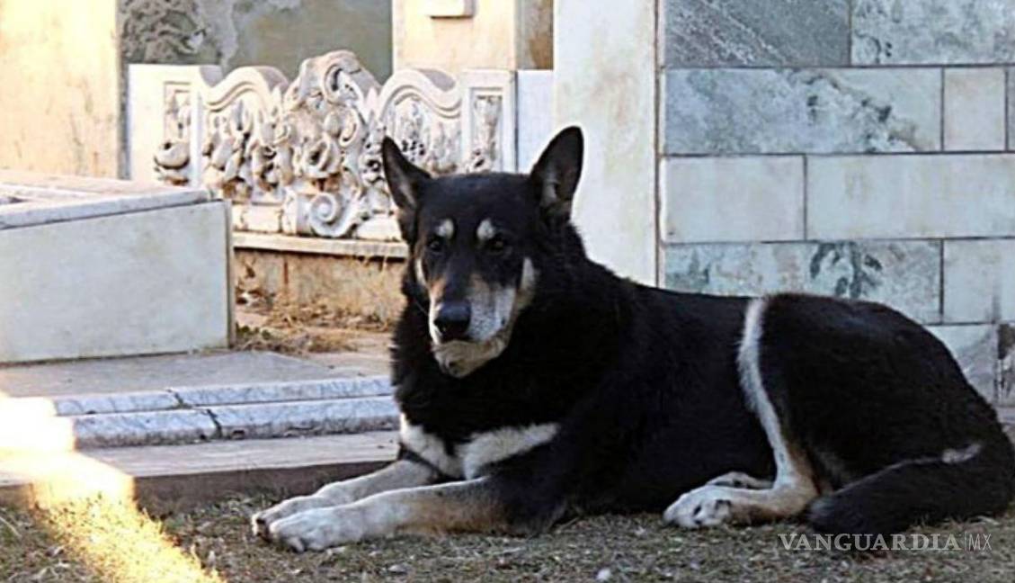 $!Murió ‘Capitán’, perro que visitó durante 11 años la tumba de su amado dueño